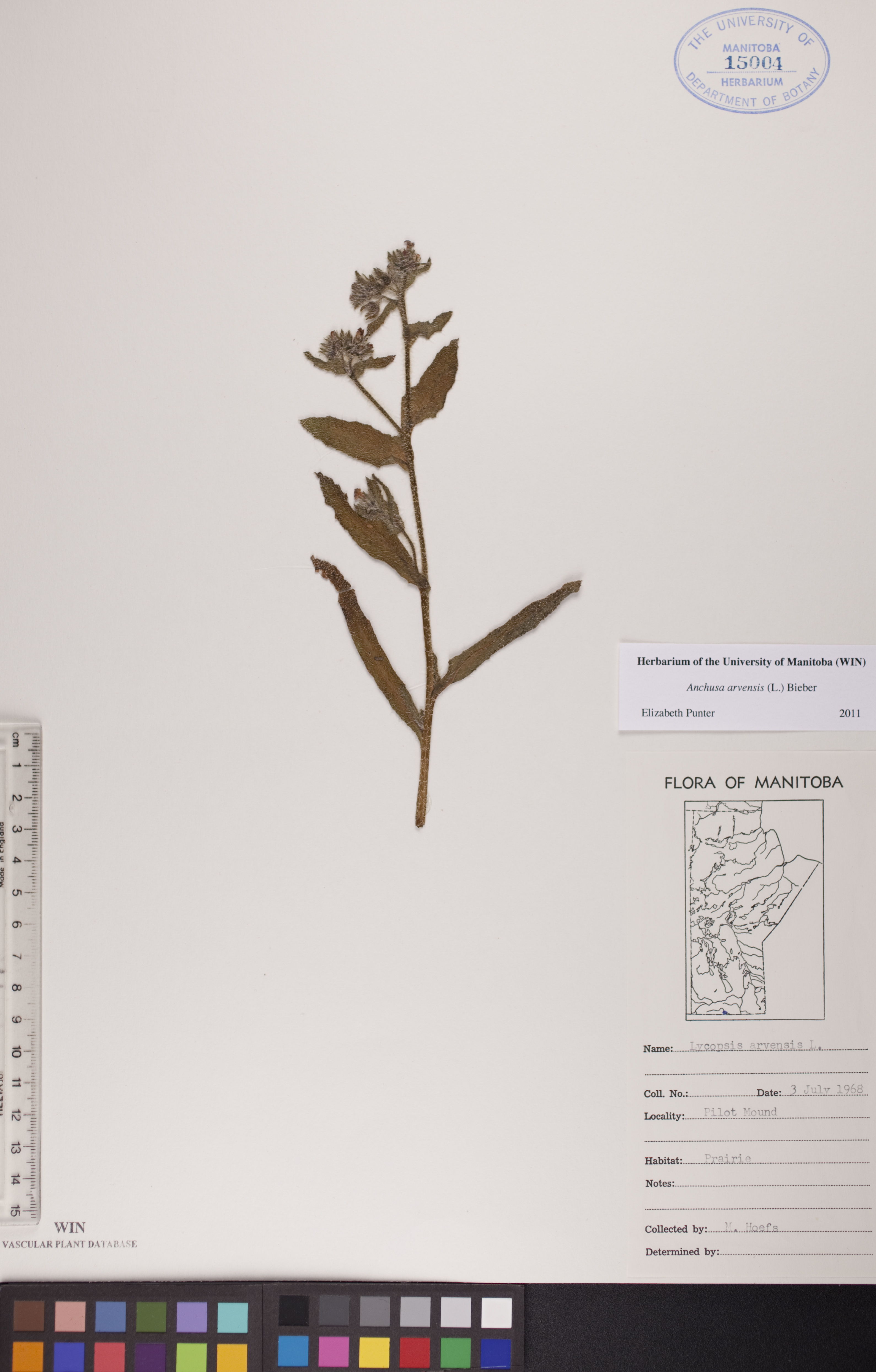 Anchusa arvensis image